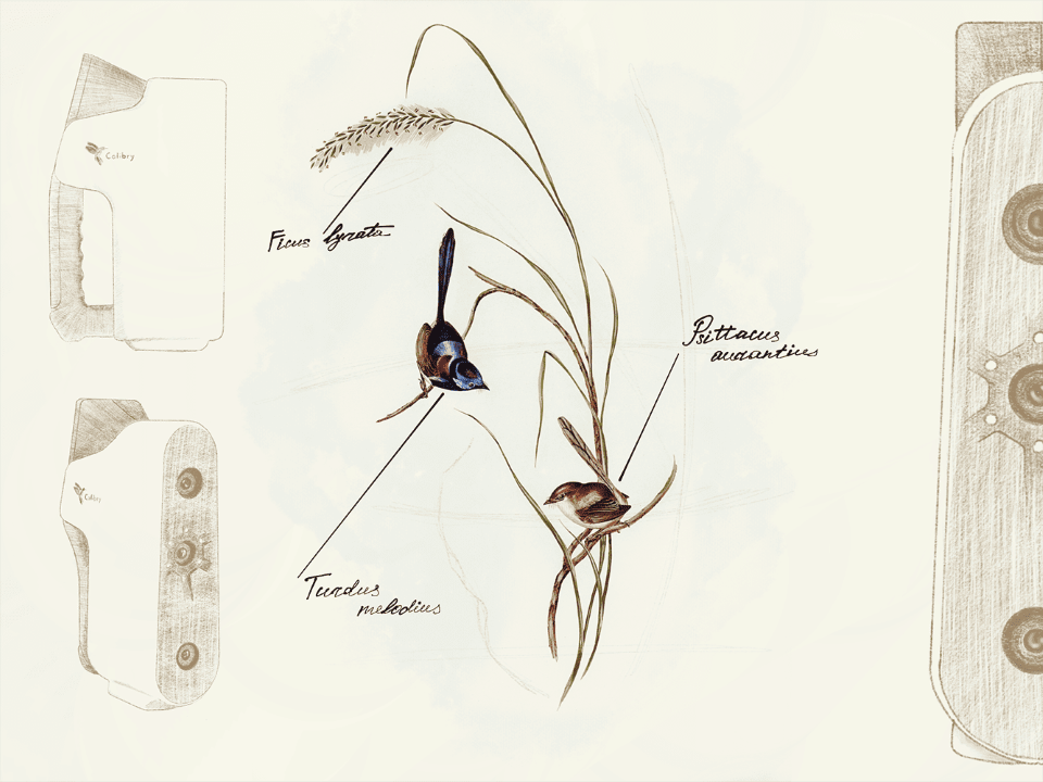 Birds_s.png